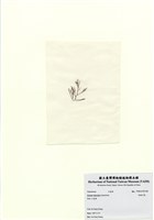 藏品(長枝沙菜)的圖片